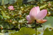 适马dp3q对焦性能全面解析（出色对焦性能助您捕捉精彩瞬间）